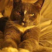 Smokey joined the competition — help win amazing prizes! cat, gray_cat, yellow_eyes, whiskers, stretching, bed, blanket, cozy, indoor, feline, pet, fur, closeup, relaxed, animal, cute, portrait, mammal, resting, domestic_cat