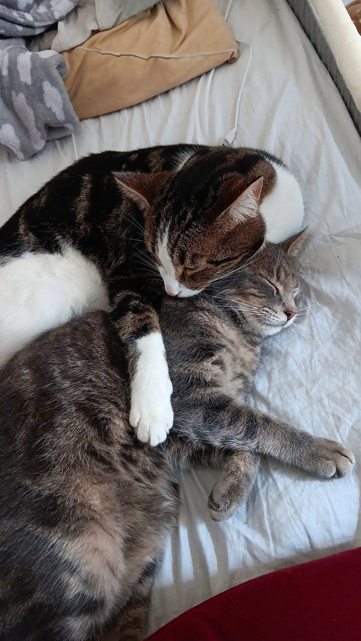 Kymco participe au concours pour gagner de l'argent avec cette photo : bedding, carnivore, cat, claw, comfort, domestic_short_haired_cat, felidae, fur, grey, linens, nap, paw, sleep, small_to_medium_sized_cats, tail, vertebrate, whiskers