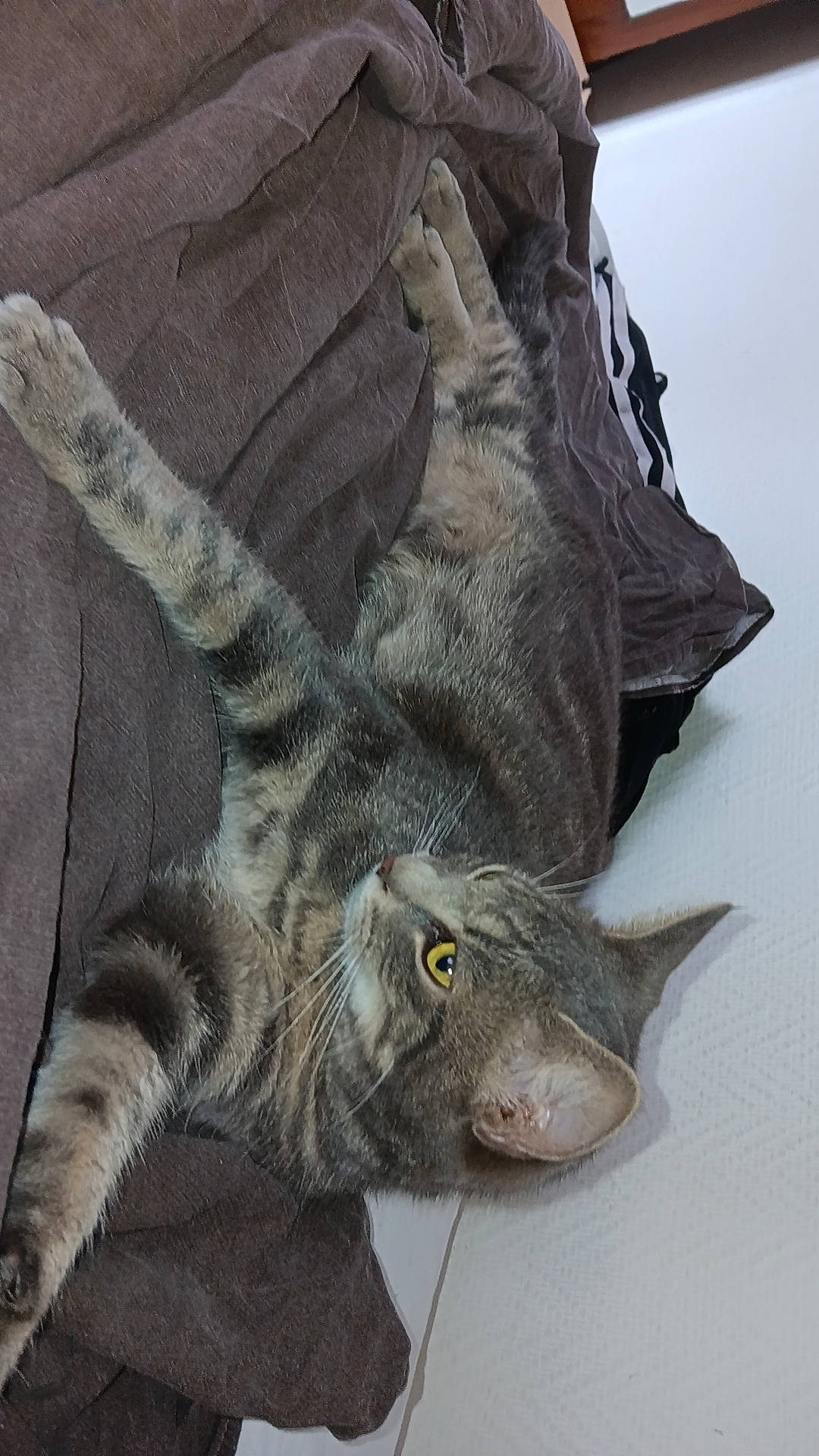 Kymco a rejoint le concours — aidez-le/la à gagner de superbes lots ! carnivore, cat, claw, comfort, domestic_short_haired_cat, felidae, fur, grey, linens, paw, small_to_medium_sized_cats, snout, tail, whiskers