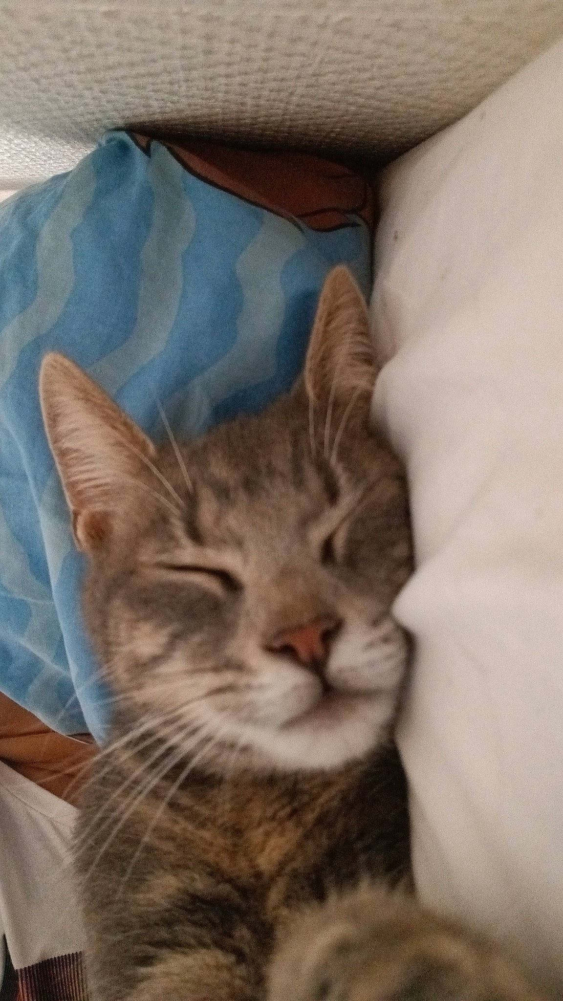 Kymco participe au concours pour gagner de l'argent avec cette photo : carnivore, cat, cat_supply, comfort, domestic_short_haired_cat, felidae, fur, linens, small_to_medium_sized_cats, terrestrial_animal, textile, whiskers