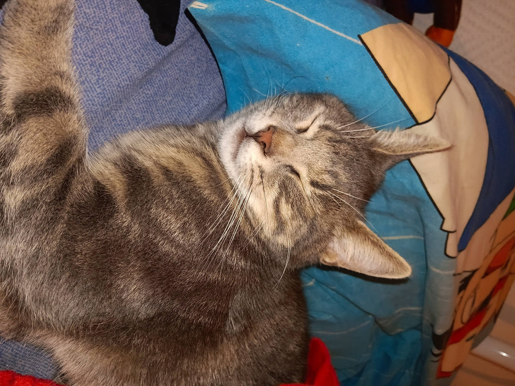 Kymco participe au concours pour gagner de l'argent avec cette photo : carnivore, cat, claw, comfort, domestic_short_haired_cat, fawn, felidae, fur, nap, paw, sleep, small_to_medium_sized_cats, snout, tail, whiskers, wrinkle