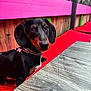 Ernie joined the competition — help win amazing prizes! animal, bench, black_dog, closeup, collar, cute, dachshund, dog, fence, leash, outdoor, pet, pink, portrait, red, seated, small_dog, table, vibrant_colors, wood