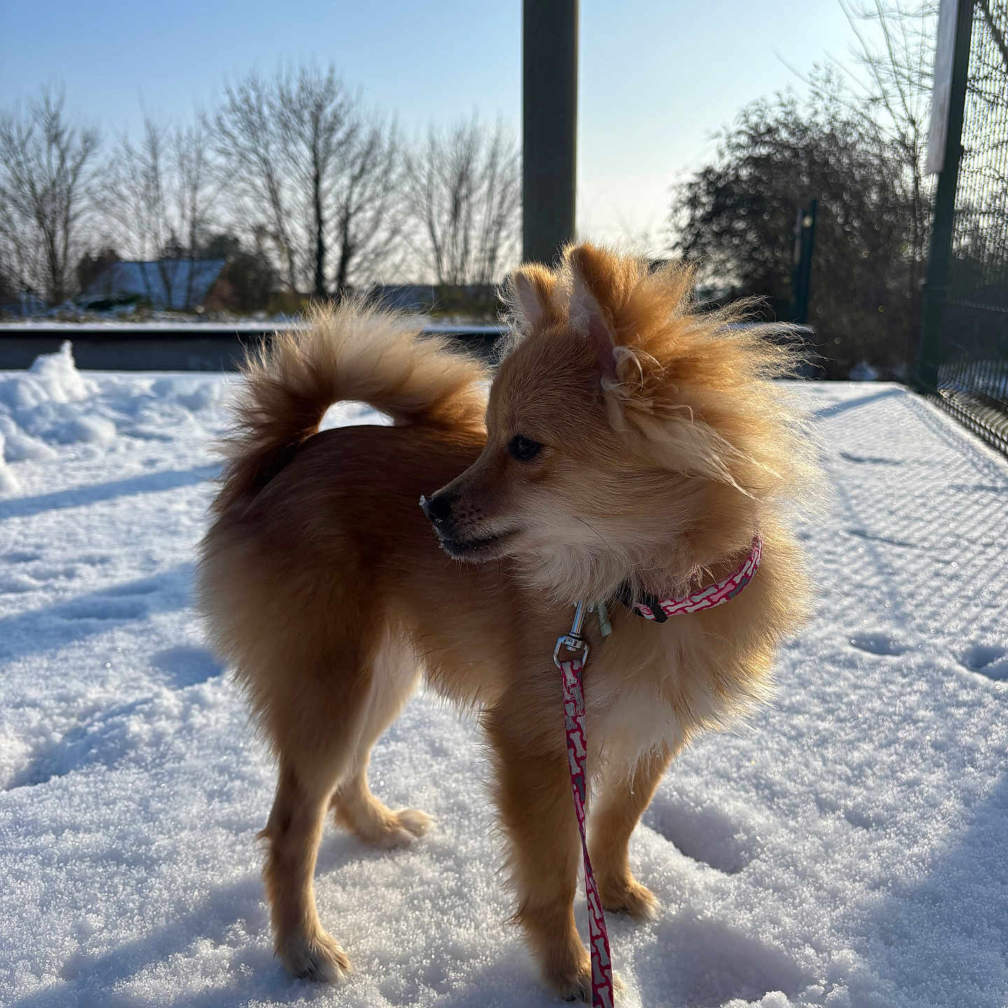 Laya participe au concours pour gagner de l'argent avec cette photo : animal, canine, collar, daylight, dog, fence, fluffy, fur, leash, nature, outdoor, park, paw_prints, pet, playing, small_dog, snow, sunlight, trees, winter