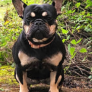 Bambi participe au concours pour gagner de l'argent avec cette photo : animal, closeup, collar, dog, ears, face, french_bulldog, fur, greenery, ground, leaves, moss, nature, outdoor, paws, pet, plants, portrait, sitting, twigs