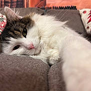 Lagaf participe au concours pour gagner de l'argent avec cette photo : cat, fluffy, white, tabby, couch, pillow, indoor, relaxed, sleepy, paw, closeup, pet, animal, cozy, furniture, whiskers, nose, fur, resting, domestic