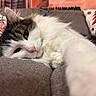 cat, fluffy, white, tabby, couch, pillow, indoor, relaxed, sleepy, paw, closeup, pet, animal, cozy, furniture, whiskers, nose, fur, resting, domestic