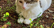 Lagaf a rejoint le concours — aidez-le/la à gagner de superbes lots ! cat, flower, orange_flower, outdoor, nature, greenery, sunlight, animal, pet, fur, whiskers, leaf, ground, plant, relaxing, closeup, cute, fluffy, wildlife, daylight