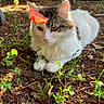 cat, flower, orange_flower, outdoor, nature, greenery, sunlight, animal, pet, fur, whiskers, leaf, ground, plant, relaxing, closeup, cute, fluffy, wildlife, daylight