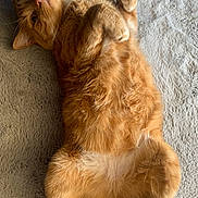 Ice Tea a rejoint le concours — aidez-le/la à gagner de superbes lots ! cat, orange_cat, fluffy, pet, lying_down, paws, fur, cute, relaxed, indoor, animal, mammal, whiskers, face, ears, bed, blanket, soft_texture, domestic_cat, feline