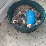 Grizouille a rejoint le concours — aidez-le/la à gagner de superbes lots ! cat, sleeping, cast, injury, bandage, green_basin, marble_floor, indoor, pet, animal, resting, gray_cat, white_cat, curled_up, door, quiet, calm, floor, cozy, nap