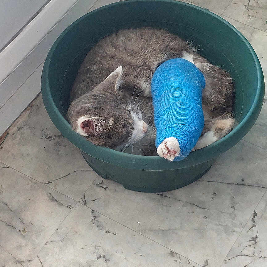Grizouille a rejoint le concours — aidez-le/la à gagner de superbes lots ! animal, bandage, calm, cast, cat, cozy, curled_up, door, floor, gray_cat, green_basin, indoor, injury, marble_floor, nap, pet, quiet, resting, sleeping, white_cat