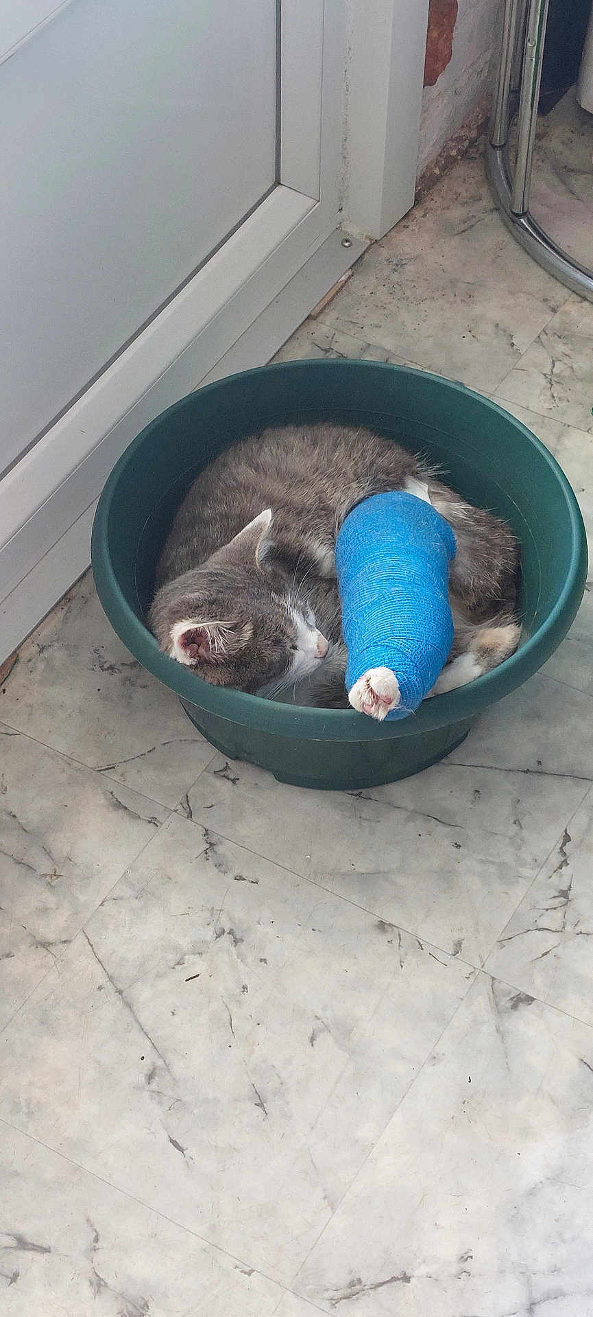 Grizouille a rejoint le concours — aidez-le/la à gagner de superbes lots ! cat, sleeping, cast, injury, bandage, green_basin, marble_floor, indoor, pet, animal, resting, gray_cat, white_cat, curled_up, door, quiet, calm, floor, cozy, nap