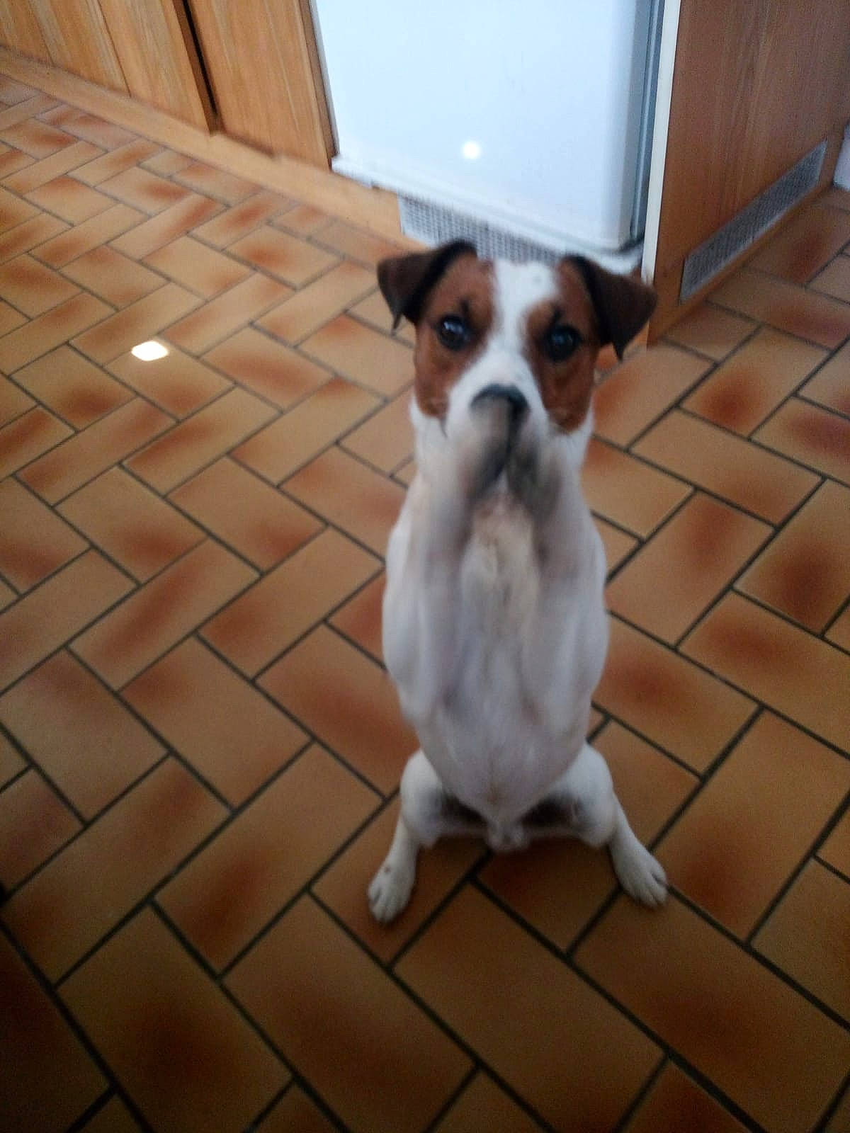 Philo participe au concours pour gagner de l'argent avec cette photo : canidae, carnivore, companion_dog, dog, dog_breed, fawn, floor, flooring, hardwood, non_sporting_group, paw, sporting_group, tail, terrier, tile_flooring, toy_dog, wood, wood_flooring, wood_stain, working_animal