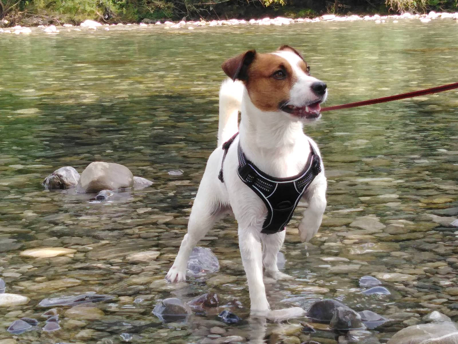 Philo participe au concours pour gagner de l'argent avec cette photo : adventure, canidae, carnivore, collar, companion_dog, dog, dog_breed, dog_collar, fawn, lake, leash, plant, snout, sporting_group, tail, terrier, tree, walking, water, working_animal