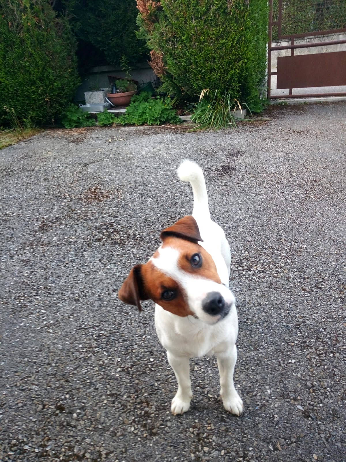 Philo participe au concours pour gagner de l'argent avec cette photo : asphalt, beagle, beagle_harrier, canidae, carnivore, collar, companion_dog, dog, dog_breed, fawn, grass, hound, hunting_dog, paw, plant, road_surface, snout, sporting_group, tail, working_animal