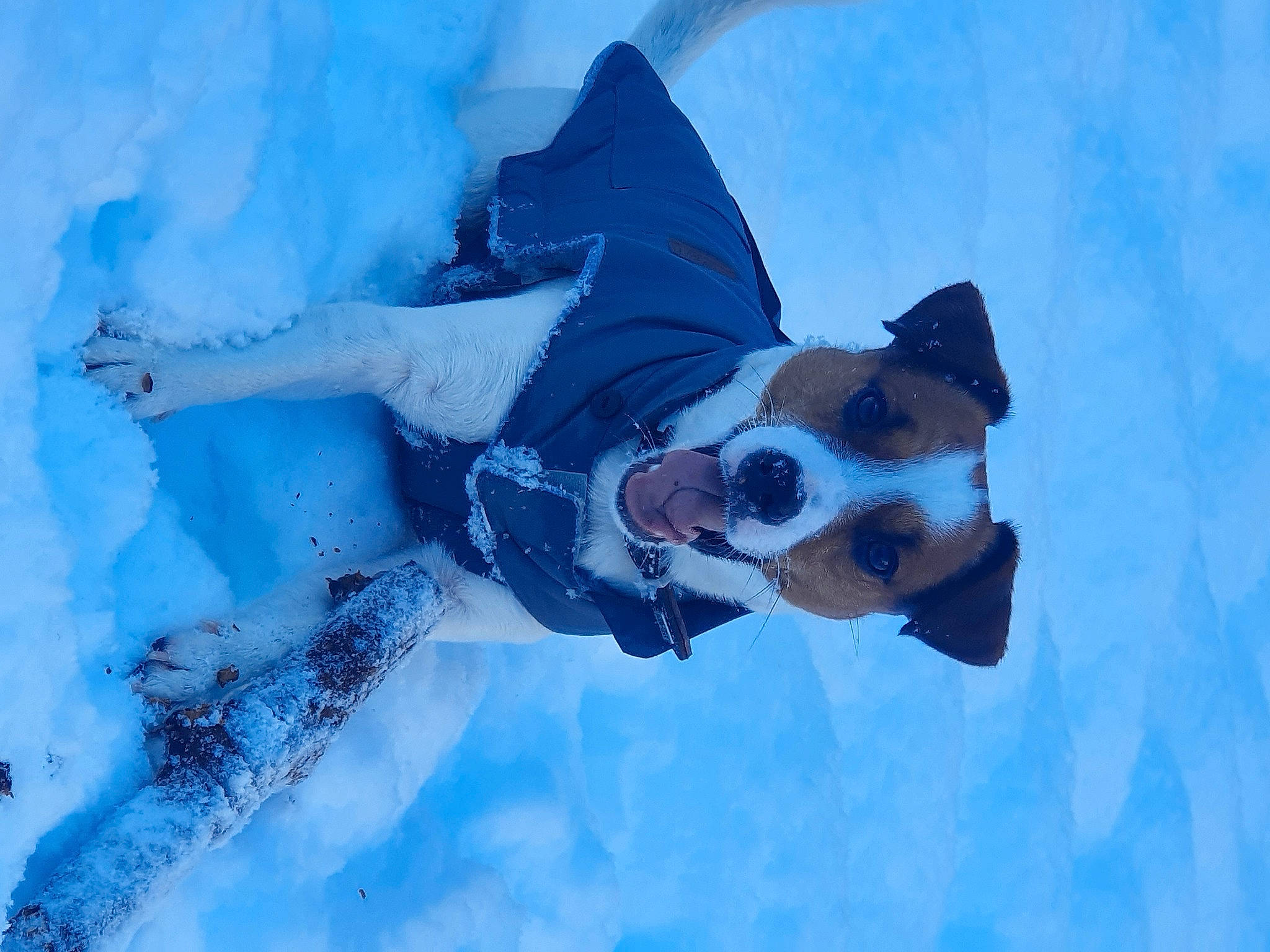 Philo participe au concours pour gagner de l'argent avec cette photo : azure, blue, carnivore, cloud, dog, dog_breed, electric_blue, event, fawn, freezing, fun, goggles, mammal, recreation, sky, snout, snow, sunglasses, vertebrate, water