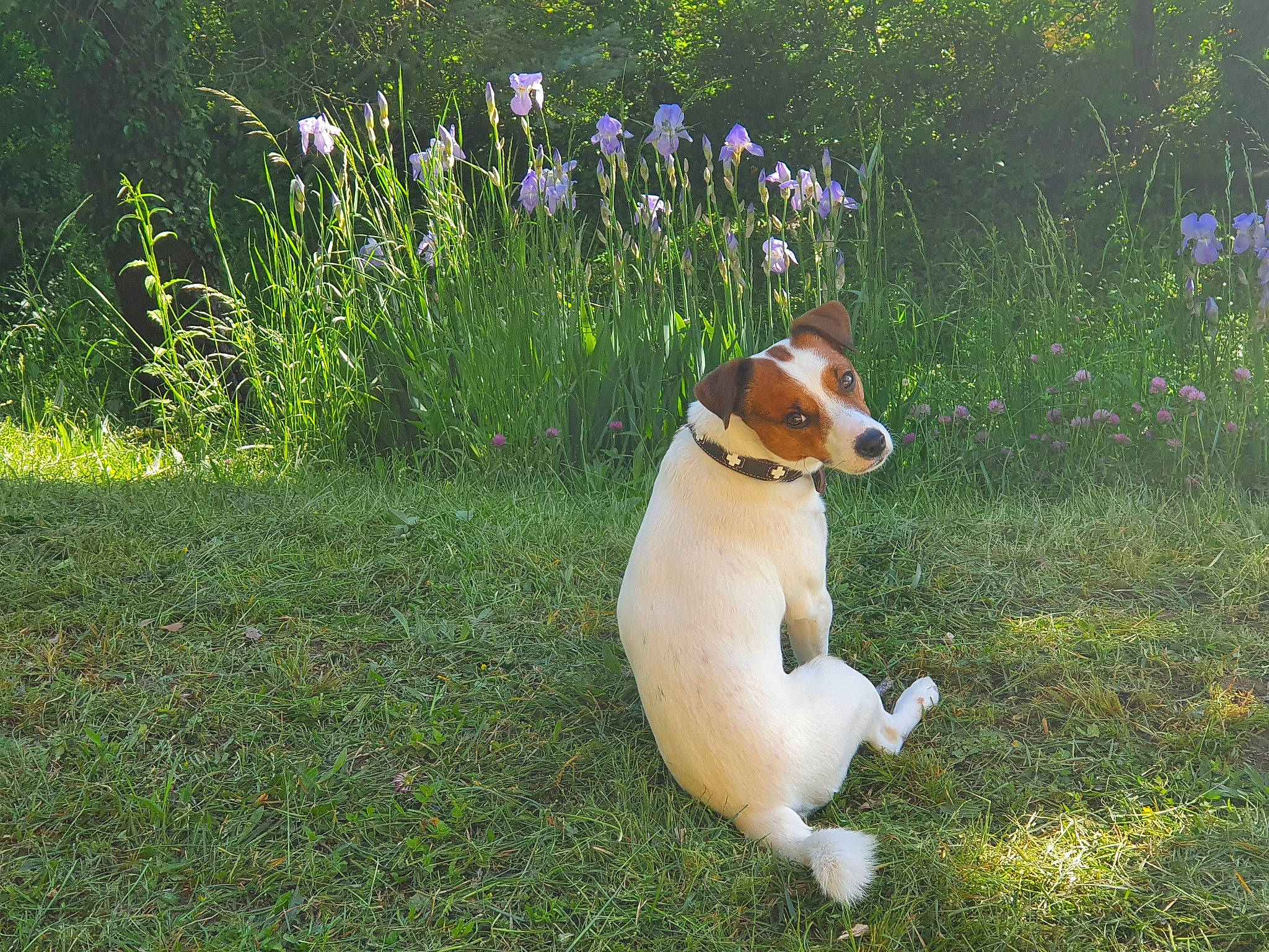Philo participe au concours pour gagner de l'argent avec cette photo : carnivore, companion_dog, dog, dog_breed, fawn, flower, grass, grassland, groundcover, landscape, lawn, meadow, plant, prairie, snout, sporting_group, tail, terrestrial_animal, toy, whiskers