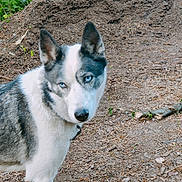 Lucky participe au concours pour gagner de l'argent avec cette photo : dog, husky, blue_eyes, animal, pet, outdoor, nature, dirt, forest, fur, canine, mammal, wildlife, portrait, looking, ears, collar, leash, ground, daylight
