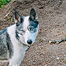 dog, husky, blue_eyes, animal, pet, outdoor, nature, dirt, forest, fur, canine, mammal, wildlife, portrait, looking, ears, collar, leash, ground, daylight
