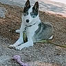 dog, husky, blue_eyes, leash, toy, rope_toy, outdoor, gravel, lying_down, pet, canine, animal, ears_up, collar, resting, shaded, ground, looking_at_camera, nature, sunlight