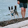 dog, beach, seaweed, water, ocean, person, legs, shorts, black_clothing, harness, leash, driftwood, sand, waves, outdoor, canine, pet, animal, shoreline, nature