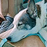 dog, sleeping, resting, closeup, cushion, blanket, car_seat, interior, pet, fur, ear, nose, animal, relaxation, cozy, comfort, indoor, side_view, calm, domestic_animal