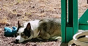 Lucky a rejoint le concours — aidez-le/la à gagner de superbes lots ! dog, sleeping, outdoor, grass, toy, wood, shadow, sunlight, post, quiet, resting, nature, animal, relaxation, daylight, brown, blue, green, pet, calm