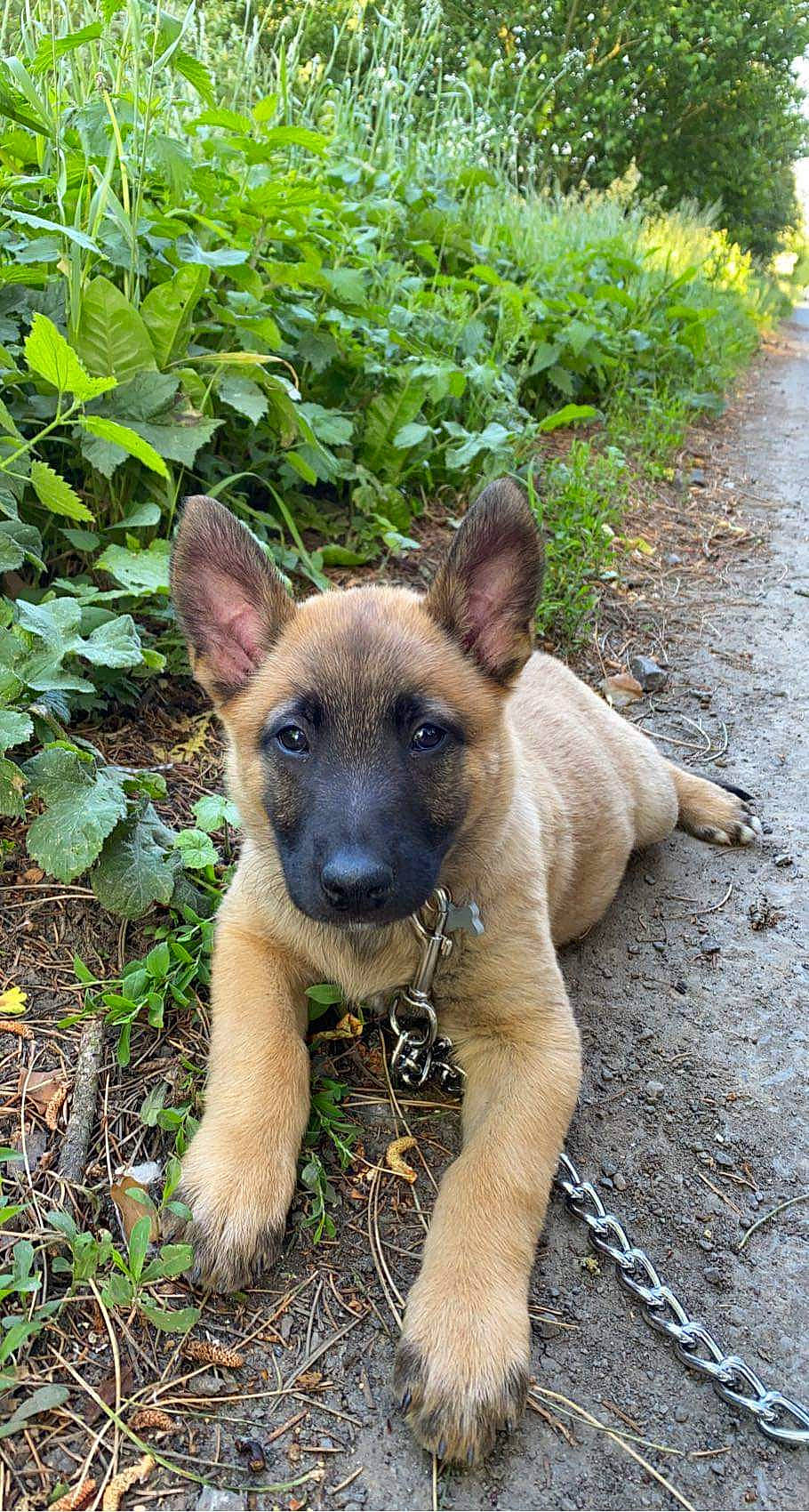 Nala a rejoint le concours — aidez-le/la à gagner de superbes lots ! belgian_shepherd_malinois, canidae, carnivore, companion_dog, dog, dog_breed, fawn, german_shepherd_dog, grass, groundcover, herding_dog, old_german_shepherd_dog, plant, snout, sporting_group, terrestrial_animal, terrestrial_plant, tree, working_animal, working_dog