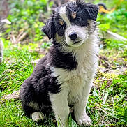 Aya a rejoint le concours — aidez-le/la à gagner de superbes lots ! puppy, dog, grass, outdoor, nature, cute, fluffy, black_and_white, tan, pet, animal, young, sitting, head_tilt, fur, greenery, curious, adorable, portrait, daylight