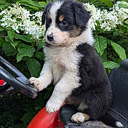 Aya a rejoint le concours — aidez-le/la à gagner de superbes lots ! animal, black, brown, curious, cute, dog, flowers, fluffy, foliage, garden, greenery, lawn_mower, nature, outdoor, pet, puppy, sitting, small, white, young