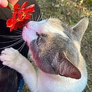 Pig joined the competition — help win amazing prizes! animal, background, cat, closeup, colorful, curious, feline, flower, fur, grass, hand, natural_light, nature, outdoor, paw, person, pet, red_flower, sniffing, whiskers
