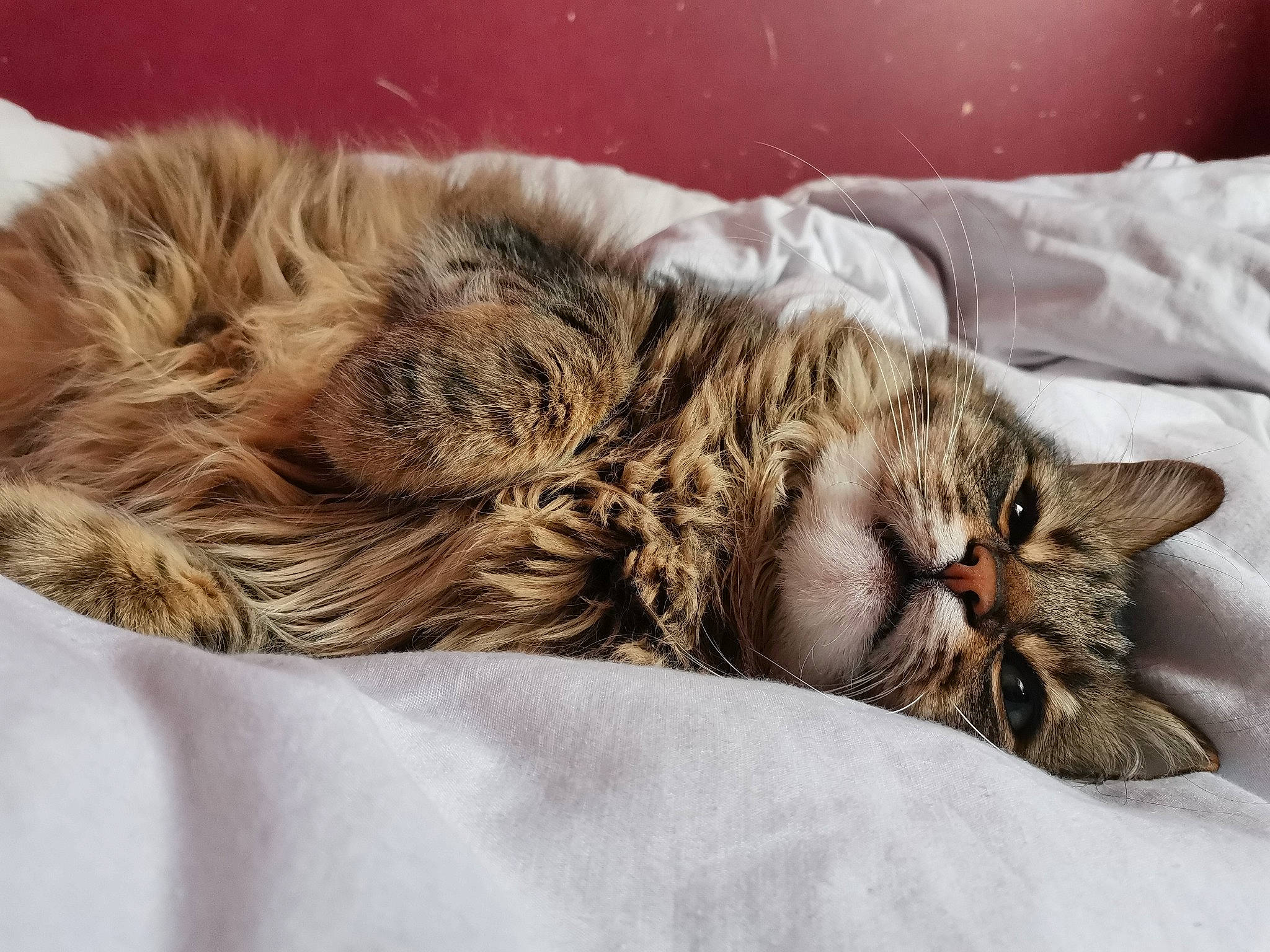 Lyca a rejoint le concours — aidez-le/la à gagner de superbes lots ! bed, british_semi_longhair, carnivore, cat, comfort, domestic_long_haired_cat, dragon_li, european_shorthair, felidae, fur, kitten, maine_coon, nap, norwegian_forest_cat, pixie_bob, siberian, sleep, small_to_medium_sized_cats, tabby_cat, whiskers