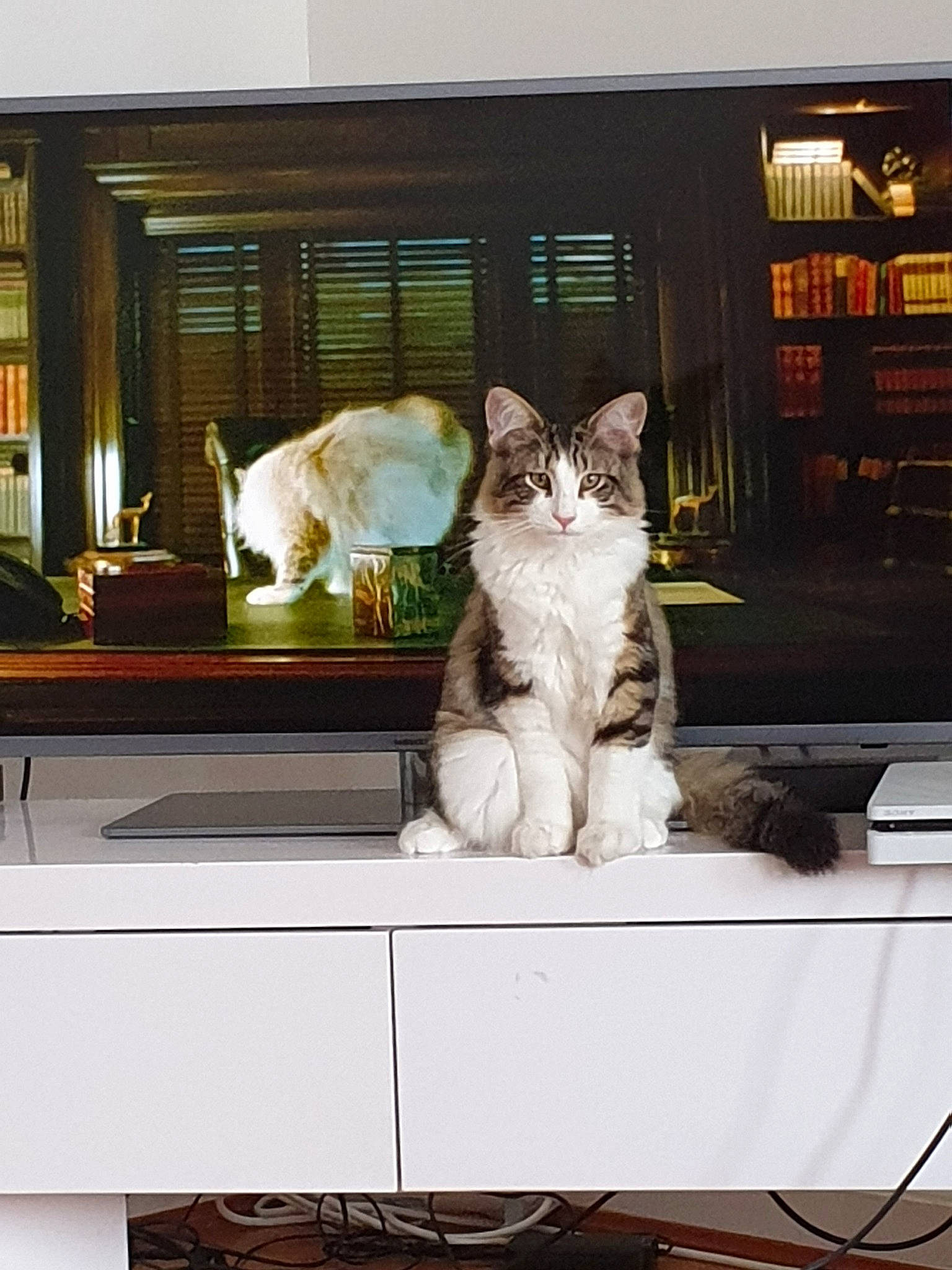 Osiris participe au concours pour gagner de l'argent avec cette photo : carnivore, cat, felidae, fur, furniture, home, house, interior_design, kitten, living_room, polydactyl_cat, room, small_to_medium_sized_cats, table, whiskers, window