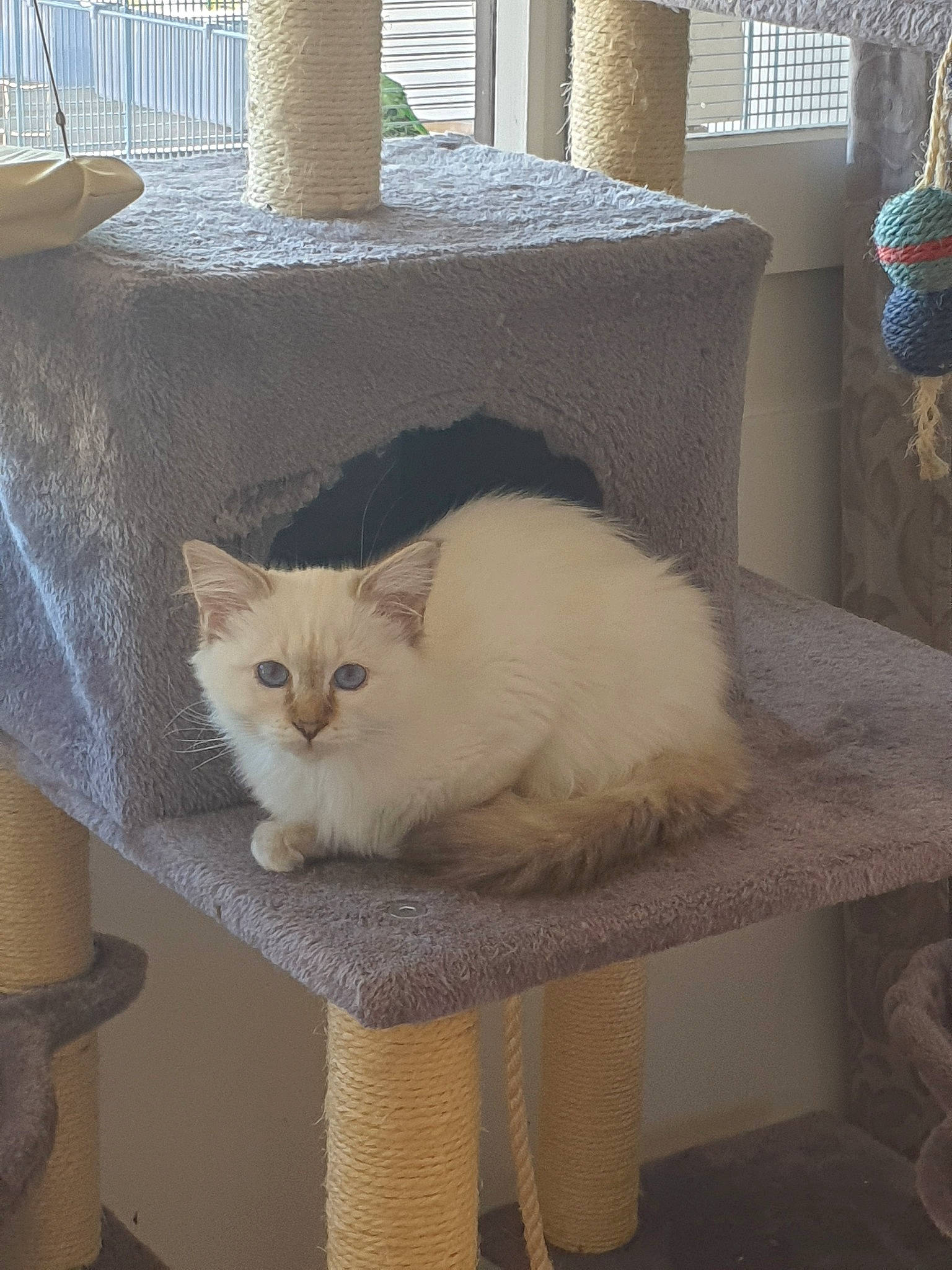 Isis a rejoint le concours — aidez-le/la à gagner de superbes lots ! burmilla, carnivore, cat, colorpoint_shorthair, domestic_long_haired_cat, domestic_short_haired_cat, fawn, felidae, kitten, mammal, ojos_azules, ragamuffin, ragdoll, room, small_to_medium_sized_cats, turkish_angora, turkish_van, whiskers