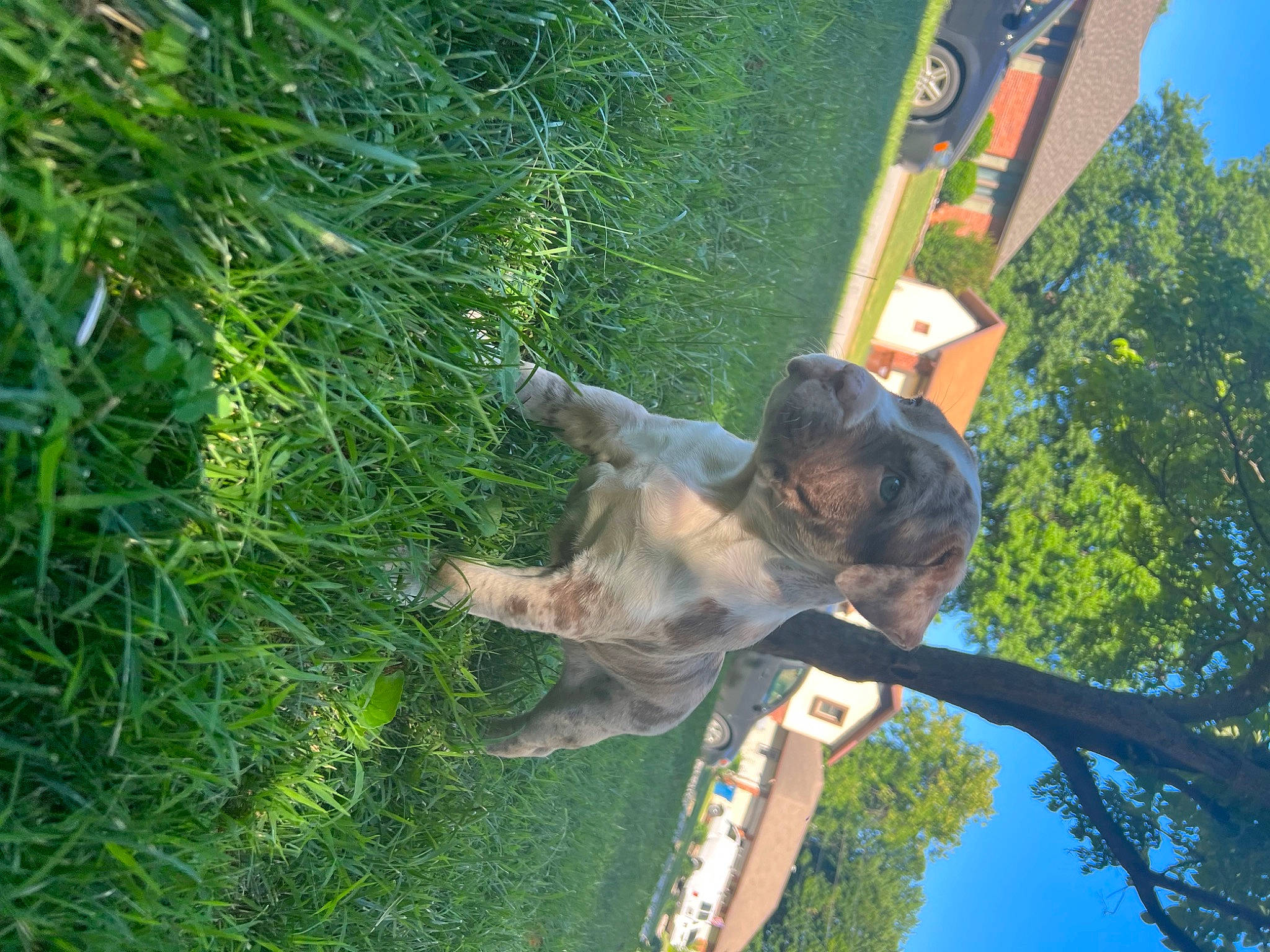 Kilo joined the competition — help win amazing prizes! canidae, carnivore, dog, dog_breed, fawn, grass, groundcover, leisure, plant, pole, snout, sporting_group, tail, tree, trunk, vegetation, wildlife, working_animal