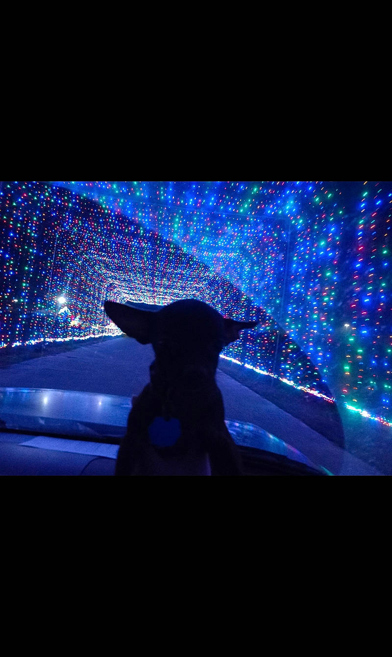 Hershey is registered to the contest to win money with this photo: automotive_lighting, carnivore, darkness, display_device, electric_blue, electricity, electronic_device, entertainment, event, font, hat, magenta, midnight, neon, purple, space, tree, vehicle_door, visual_effect_lighting, world