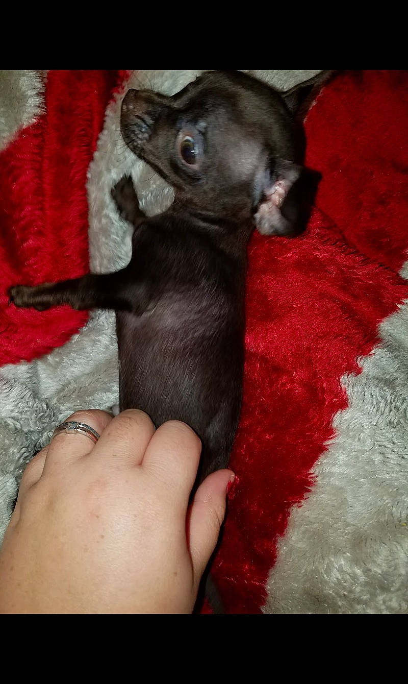 Hershey is registered to the contest to win money with this photo: canidae, carmine, carnivore, comfort, companion_dog, dog, dog_breed, ear, fawn, fur, gesture, liver, nail, paw, snout, sporting_group, thumb, toy_dog, whiskers, working_animal