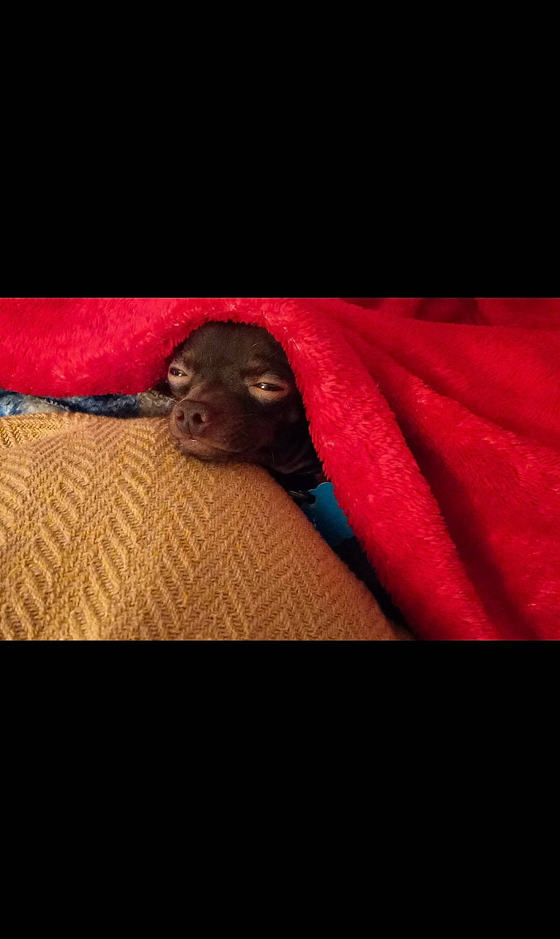 Hershey is registered to the contest to win money with this photo: carmine, carnivore, cloud, comfort, companion_dog, darkness, dog_breed, electric_blue, felidae, linens, magenta, metal, sky, small_to_medium_sized_cats, snout, sportswear, tints_and_shades, toy, whiskers, wood