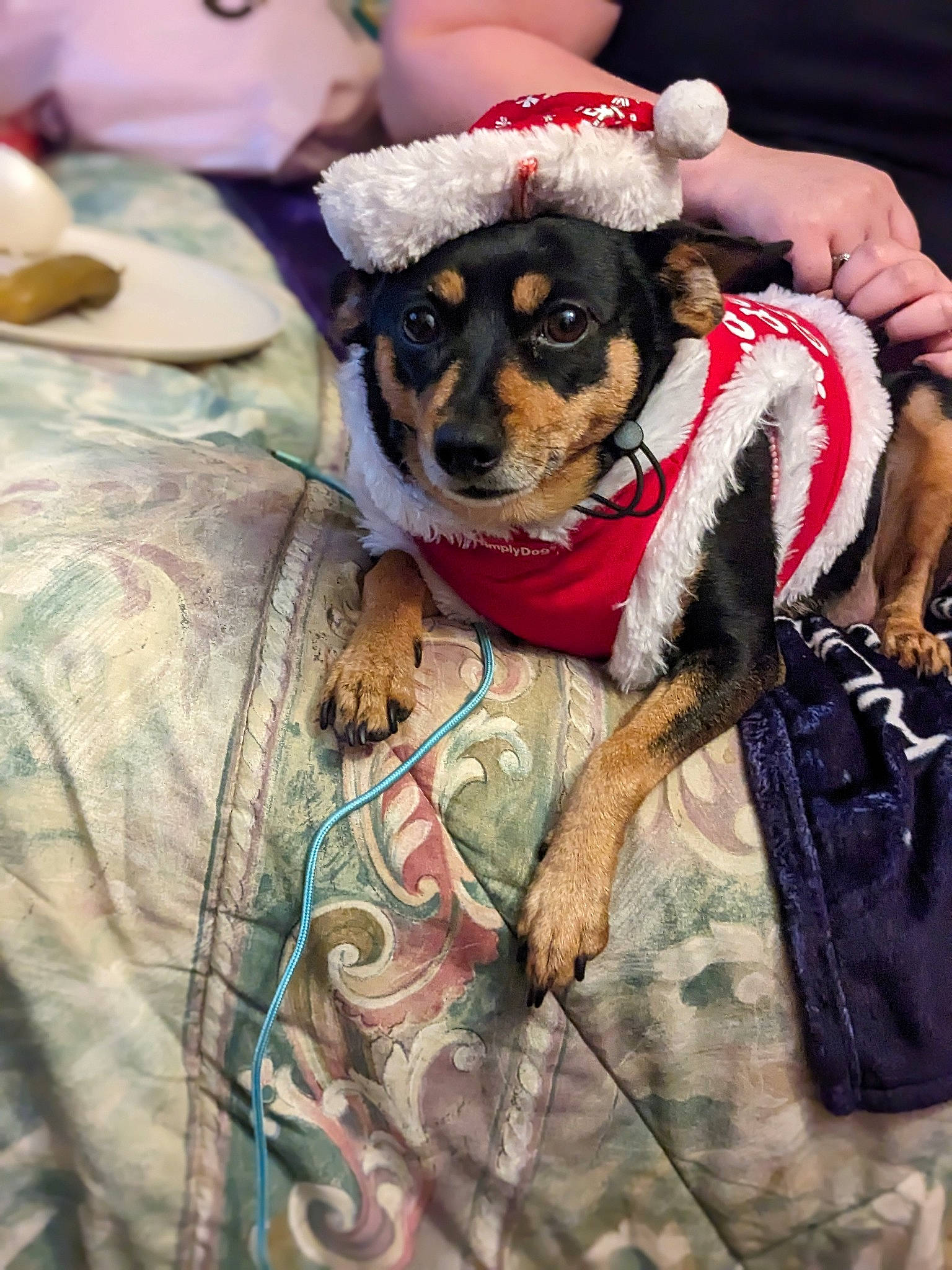 Sasha is registered to the contest to win money with this photo: beer, canidae, carnivore, companion_dog, dog, dog_breed, event, fawn, fur, guard_dog, linens, pattern, puppy_love, small_terrier, snout, sporting_group, toy_dog, working_animal, working_dog