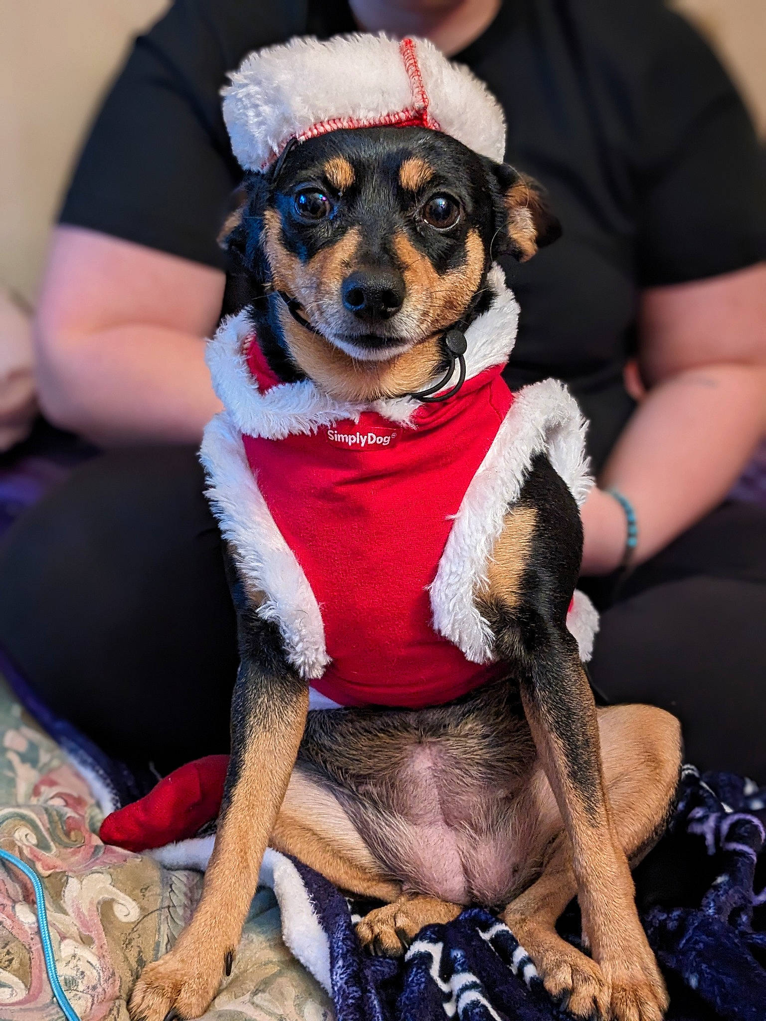 Sasha joined the competition — help win amazing prizes! canidae, carnivore, chair, companion_dog, dog, dog_breed, dog_clothes, dog_supply, event, fun, fur, hat, personal_protective_equipment, sitting, snout, sporting_group, thigh, toy_dog, working_animal, working_dog