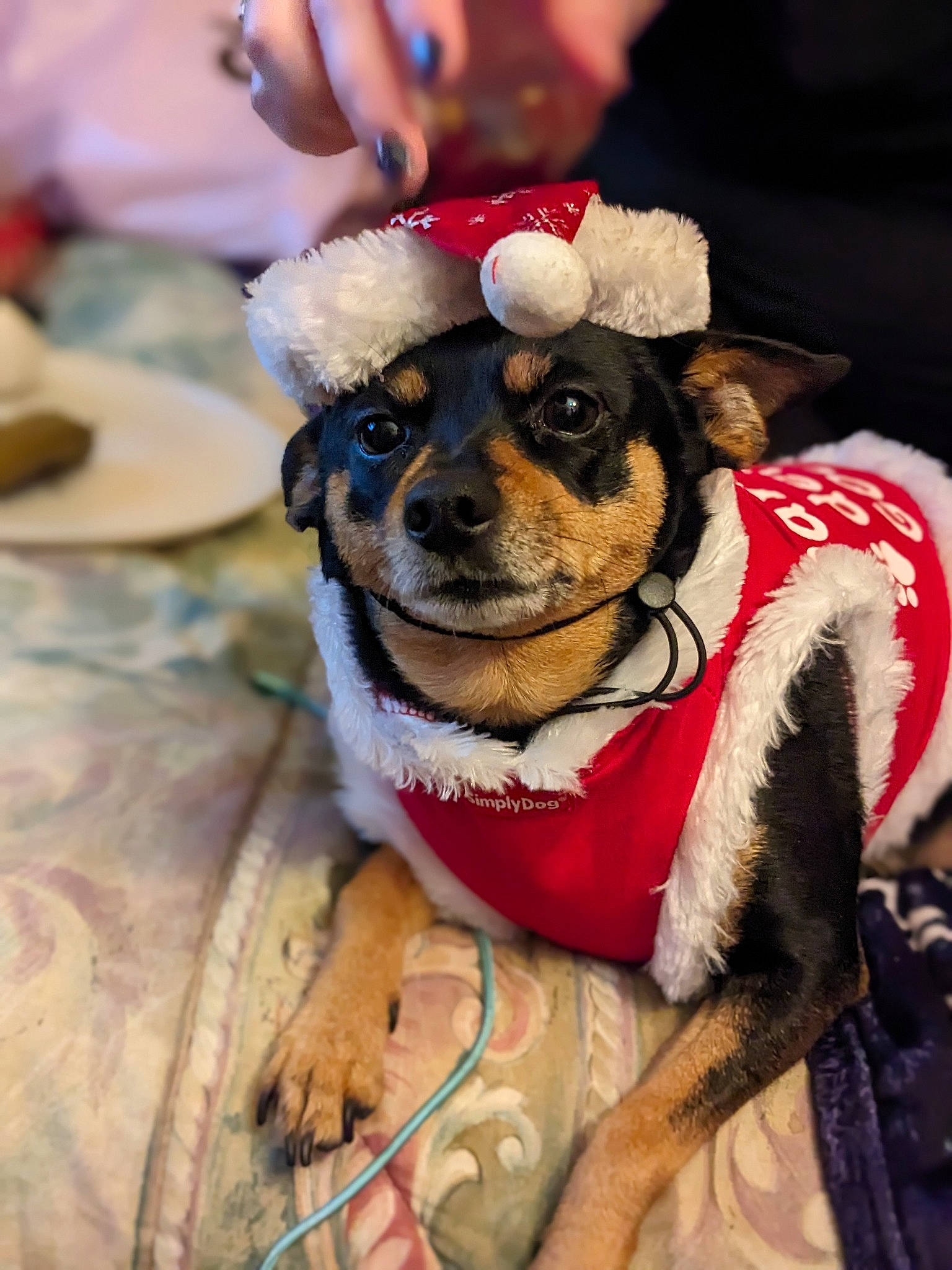 Sasha is registered to the contest to win money with this photo: canidae, carnivore, collar, companion_dog, dog, dog_breed, dog_clothes, dog_collar, dog_supply, event, fashion_accessory, fawn, fur, hat, leash, party_hat, snout, toy_dog, whiskers, working_animal