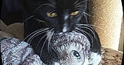Tux is registered to the contest to win money with this photo: animal_toy, basket, black_cat, cat, claws, close_up, cozy, curious, feline, furniture, furry, indoor, pet, playful, plush_toy, soft_texture, stuffed_animal, whiskers, woven, yellow_eyes