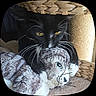 animal_toy, basket, black_cat, cat, claws, close_up, cozy, curious, feline, furniture, furry, indoor, pet, playful, plush_toy, soft_texture, stuffed_animal, whiskers, woven, yellow_eyes