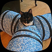 Tux joined the competition — help win amazing prizes! cat, tuxedo_cat, play_tunnel, blue_pattern, white_pattern, indoor, wooden_floor, pet, curious, animal, feline, whiskers, ears, eyes, cozy, soft_lighting, toy, playful, domestic_animal, house