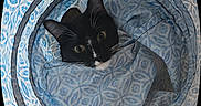 Tux joined the competition — help win amazing prizes! cat, black_and_white, curious, fabric, patterned, blue, white, tunnel, pet, animal, indoor, soft, cozy, ears, eyes, whiskers, close_up, texture, resting, cute