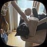 Tux joined the competition — help win amazing prizes! animal, black_and_white, cat, cat_tree, claws, cozy, curious, fur, home, indoor, light, pet, plant, playful, toy, upside_down, vase, whiskers, window, wooden_floor
