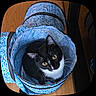 Tux joined the competition — help win amazing prizes! cat, tuxedo_cat, yellow_eyes, blue_tunnel, patterned_fabric, indoor, wooden_floor, pet, curious, whiskers, playful, feline, looking_up, cozy, black_and_white, animal, domestic_cat, cute, small_space, exploring