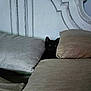 Lady Ligeia is registered to the contest to win money with this photo: animal, background, black_cat, cat, couch, cozy, curious, cushion, furniture, hidden, home, indoor, peeking, pets, quiet, quiet_moment, resting, shadow, soft_lighting, wide_eyes