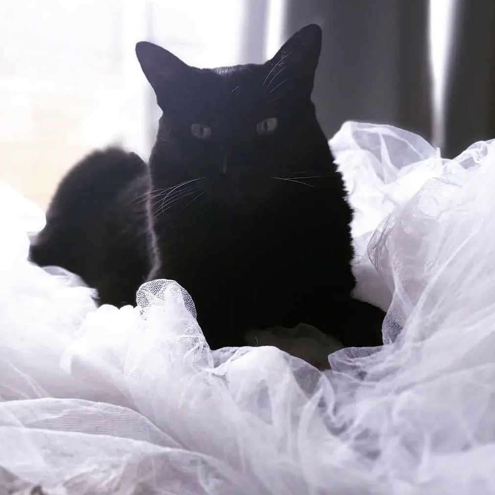 Lady Ligeia is registered to the contest to win money with this photo: animal, bed, black_cat, cat, contrast, cozy, curtains, domestic, fabric, feline, fur, indoor, pet, quiet, relaxing, resting, soft, tulle, whiskers, window_light