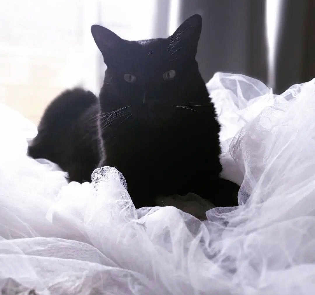Lady Ligeia is registered to the contest to win money with this photo: cat, black_cat, tulle, fabric, indoor, pet, animal, fur, whiskers, bed, soft, contrast, relaxing, cozy, domestic, feline, resting, curtains, window_light, quiet